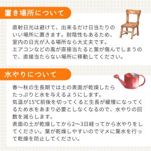 観葉植物 選べる フィカス ベンガレンシス オ...の詳細画像5
