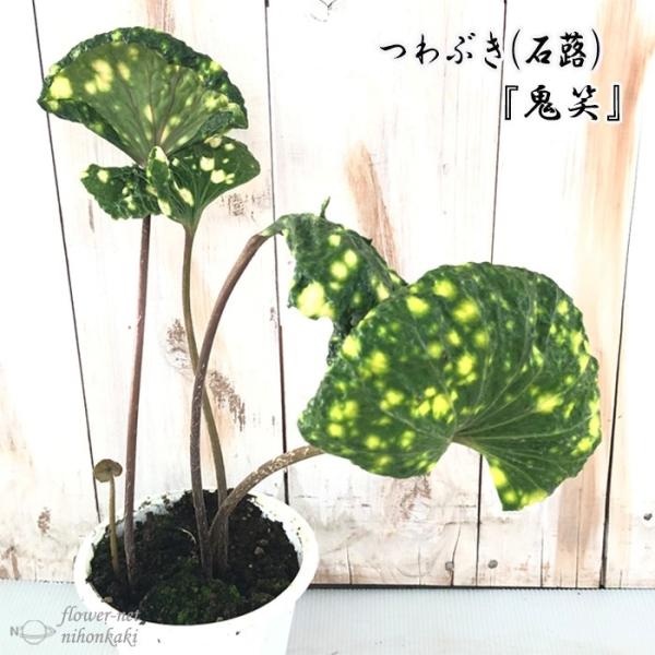 つわぶき（石蕗）鬼笑 4号鉢 つわぶき 山野草 花苗 ツワブキ