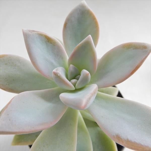 多肉植物 skグラプトベリア 桜牡丹 多肉植物 グラプトベリア 7.5cmポット