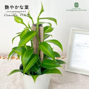 観葉植物 バニラ 3.5号鉢 蘭 ラン バニラビ...の商品画像