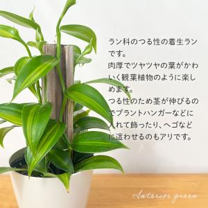 観葉植物 バニラ 3.5号鉢 蘭 ラン バニラ...の詳細画像1