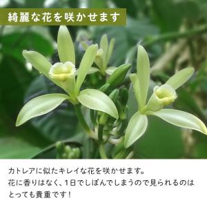 観葉植物 バニラ 3.5号鉢 蘭 ラン バニラ...の詳細画像3