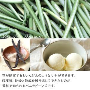観葉植物 バニラ 3.5号鉢 蘭 ラン バニラ...の詳細画像4