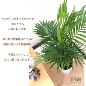 観葉植物 アレカヤシ 6号鉢 ヤシ 送料無料 ...の詳細画像1