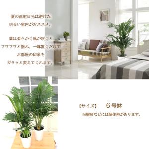 観葉植物 アレカヤシ 6号鉢 ヤシ 送料無料 ...の詳細画像2