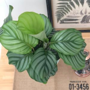 観葉植物 カラテア オルビフォリア 6号鉢 送...の詳細画像1
