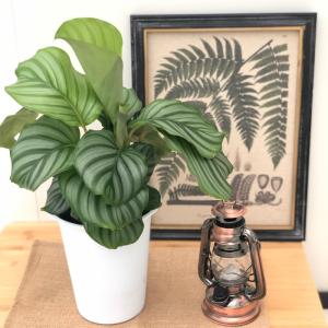 観葉植物 カラテア オルビフォリア 6号鉢 送...の詳細画像3