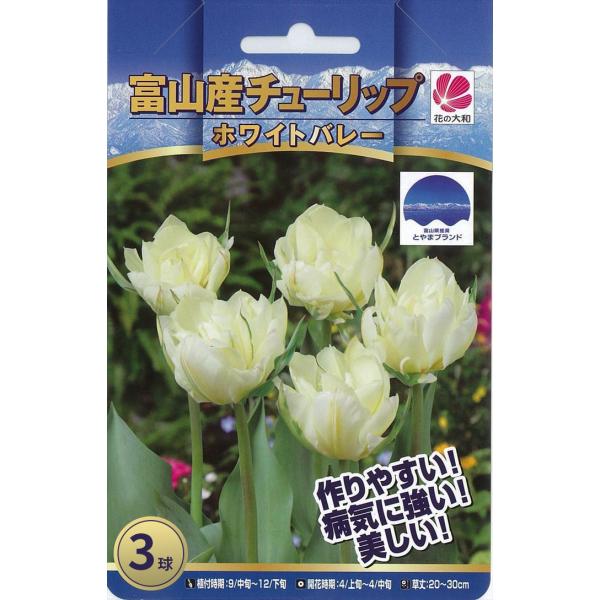 花の大和 球根 富山の清流チューリップ ホワイトバレー 3球 hyk