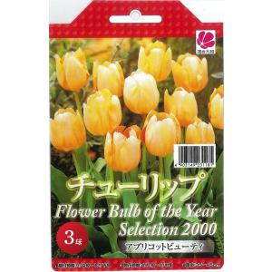 予約販売 花の大和 球根 JAPAN フラワー バルブ オブ ザ イヤー アプリコットビューティー 3球 hyk 10月中旬以降発送