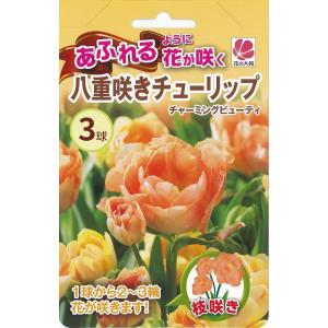 予約販売 花の大和 球根 あふれるように花が咲く八重咲チューリップ チャーミングビューティ 3球 hyk 10月中旬以降発送