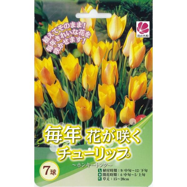 花の大和 球根 毎年花が咲くチューリップ ホンキートンク 7球 hyk