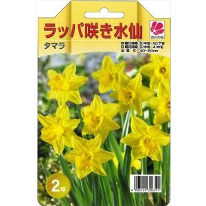 花の大和 球根 水仙 ラッパ咲き タマラ 2球 hykの商品画像