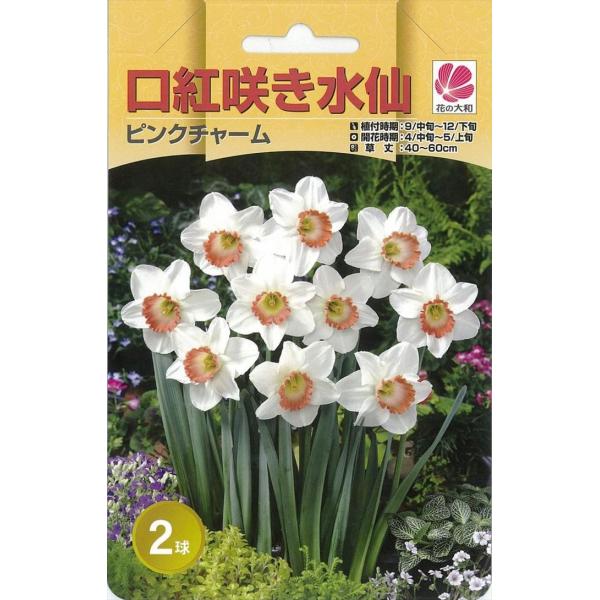 花の大和 球根 水仙 口紅咲き ピンクチャーム 2球 hyk