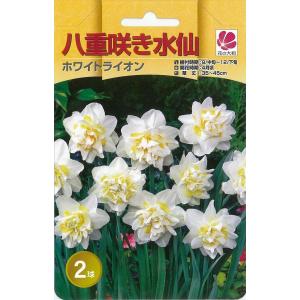 予約販売 花の大和 球根 水仙 八重咲き ホワイ...の商品画像