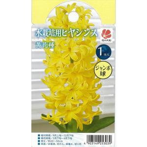 予約販売 花の大和 球根 水栽培用ヒヤシンス ジャンボ球 黄花種 1球 hyk 10月中旬以降発送