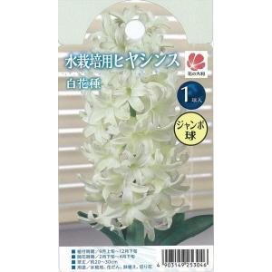 予約販売 花の大和 球根 八重咲きオリエンタルリリー メガ 1球