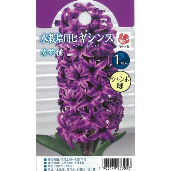 花の大和 球根 水栽培用ヒヤシンス ジャンボ球 紫花種 1球 hyk