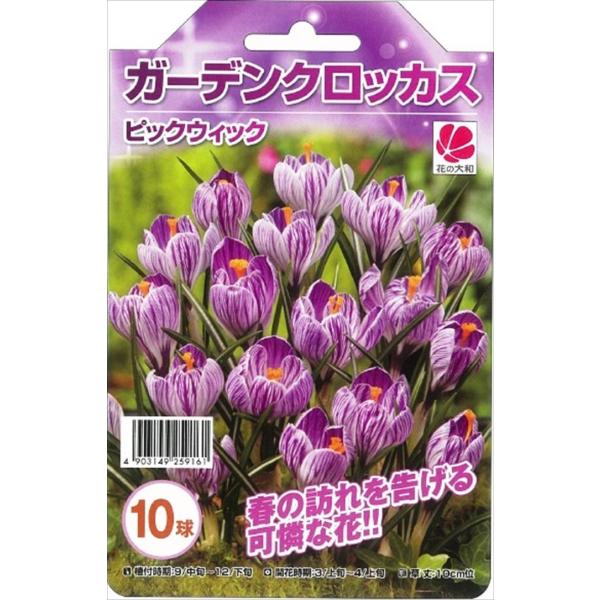 花の大和 球根 ガーデンクロッカス ピックウィック 10球 hyk