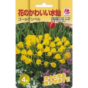 花の大和 球根 水仙 花のかわいい水仙 ゴールデ...の商品画像
