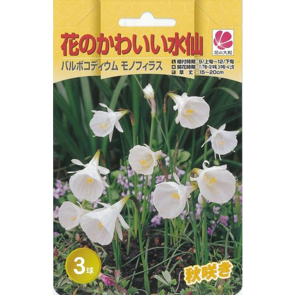 花の大和 球根 水仙 花のかわいい水仙 バルボコディウム モノフィラス 3球 hyk