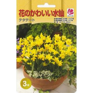 予約販売 花の大和 球根 水仙 花のかわいい水仙...の商品画像