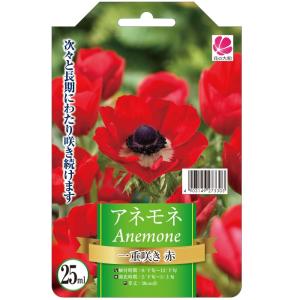 アネモネ 球根 赤 花の球根 の商品一覧 球根 種芋 花 ガーデニング 通販 Yahoo ショッピング