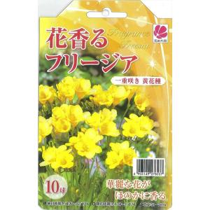 花の大和 球根 花香るフリージア 一重咲き 黄花...の商品画像