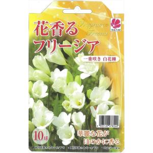 花の大和 球根 花香るフリージア 一重咲き 白花...の商品画像