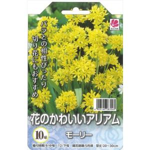 花の大和 球根 花のかわいいアリアム モーリー ...の商品画像