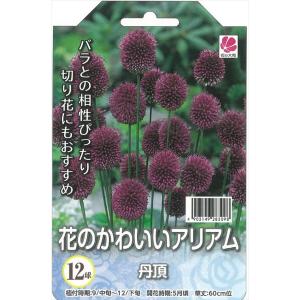花の大和 球根 花のかわいいアリアム 丹頂 12...の商品画像