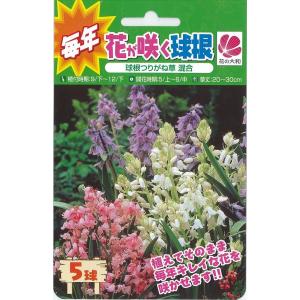 植えっぱなしで毎年咲く花の商品一覧 通販 Yahoo ショッピング