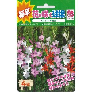 植えっぱなしで毎年咲く花の商品一覧 通販 Yahoo ショッピング