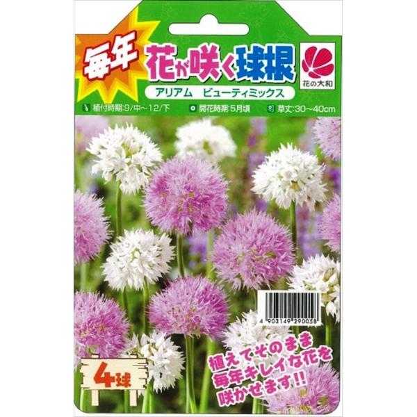 花の大和 球根 毎年花が咲く球根 アリアム ビューティミックス 4球 hyk