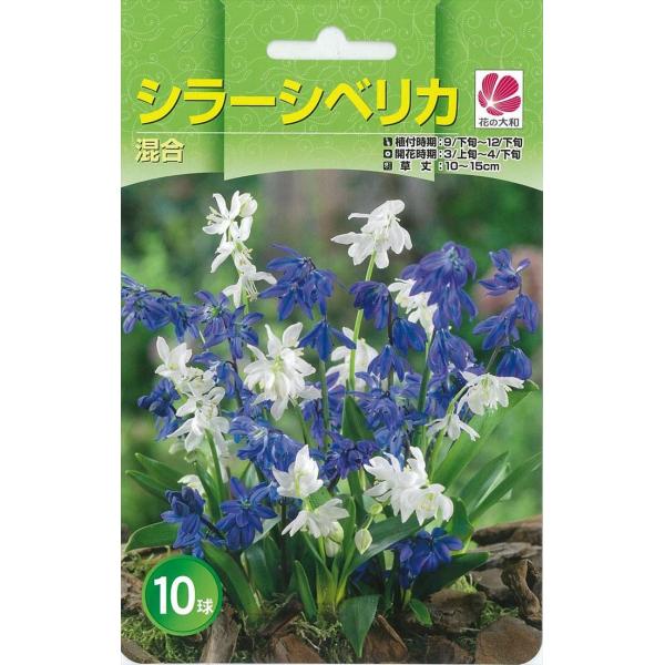 花の大和 球根 秋植え球根バラエティ シラーシベリカ混合 8球 hyk