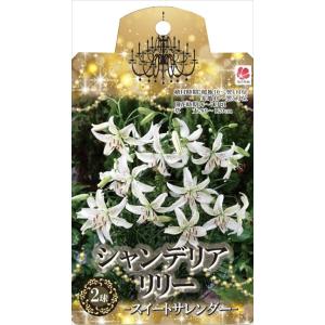 花の大和 球根 シャンデリアリリー スイートサレ...の商品画像