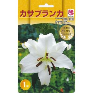 予約販売 花の大和 球根 カサブランカファミリー...の商品画像