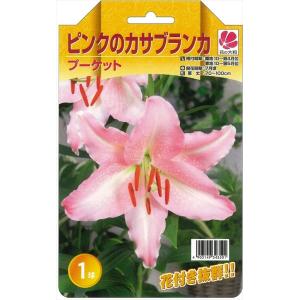 オリエンタル百合 カサブランカ 球根７球（ピンク色） （速達配送をお勧めします） オリエンタルハイブリッド ピンクカサブランカ プーケットの通販