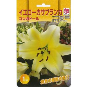 予約販売 花の大和 球根 カサブランカファミリー コンカドール（イエローカサブランカ） 1球 百合 ゆり ユリ hyk 10月中旬以降発送