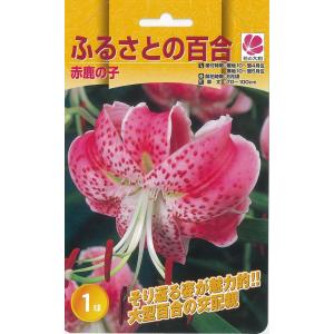予約販売 花の大和 球根 鹿の子百合 ふるさとの百合 赤鹿の子 1球 百合 ゆり ユリ hyk 10月中旬以降発送