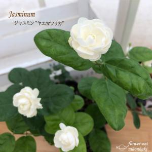 ジャスミン ヤエマツリカ 9cmポット 花木 苗 ハーブ Herb