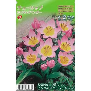 予約販売 球根 原種系チューリップ ライラックワンダー 福花園 5球 fke 10月中旬以降発送