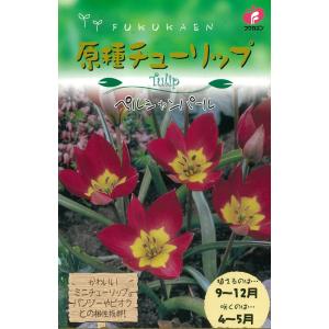 日本花キ流通 予約販売 カンガルーポー ファイヤーワークス