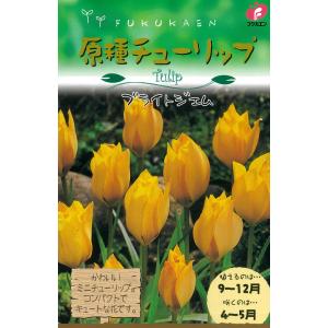 予約販売 球根 原種系チューリップ ブライトジェム 福花園 5球 fke 10月中旬以降発送