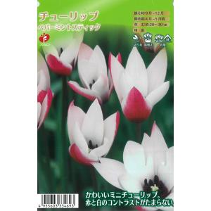 予約販売 球根 原種系チューリップ ペパーミントスティック 福花園 5球 fke 10月中旬以降発送