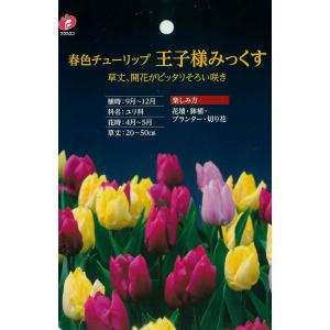 予約販売 球根 チューリップ 甘色ちゅーりっぷ フルーツポンチ MIX