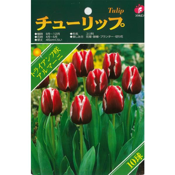 球根 チューリップ ベストチョイス アルマーニ 福花園 5球 fke