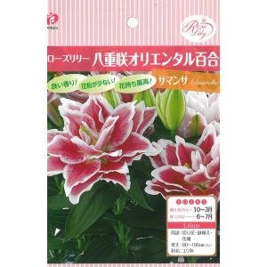 予約販売 球根 ローズリリー（八重咲オリエンタルリリー） サマンサ 百合 ゆり ユリ 福花園 1球 fke 10月中旬以降発送