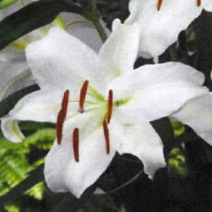 カサブランカ 鉢植えの商品一覧 通販 Yahoo ショッピング