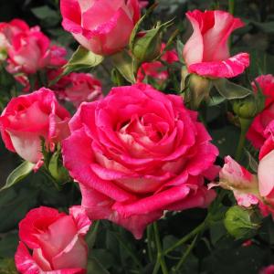 珍しいバラ開花苗 日本花キ流通 予約販売 バラ苗 バラ大苗 中輪 ファンタジア