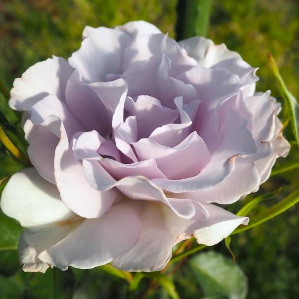 予約販売 バラ苗 バラ大苗 中輪 ブルーインパルス 四季咲き 薔薇 ばら 紫 troe 12月中旬以...